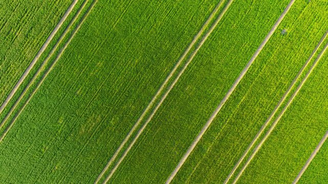 Green wheat field with diagonal crop rows and parallel tractor tracks across cultivated farmland. Young cereal plants growing evenly with visible soil lines separating strips. Agriculture production