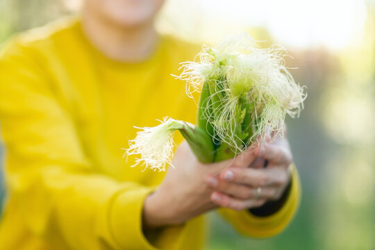 A farmer holds a corn stalk in closeup in a bright, sunny natural setting. Vibrant hands gripping the organic harvest present a warm, cheerful moment of farming in the countryside on a sunny day.