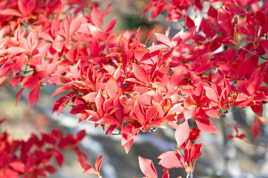 赤く紅葉したドウダンツツジの葉のクローズアップ