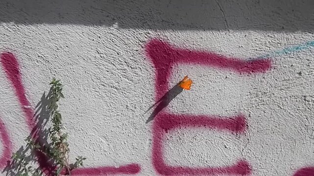 Butterfly Polygonia c-album, Comma on wall with inscriptions in city on sunny summer day - slow motion. Topics: beauty of nature, insect, season, animal, macro, fauna