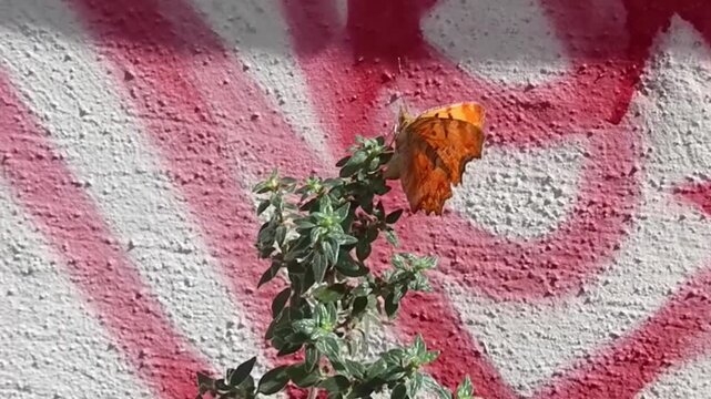 Butterfly Polygonia c-album, Comma on green plant and on wall with inscriptions in city on sunny summer day - slow motion. Topics: beauty of nature, insect, season, animal, macro, fauna