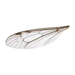 Obraz premium Frosted edge crane fly translucent wing with brown chitin veins isolated on a transparent background, macro natural insect element.