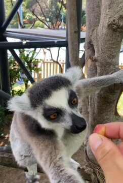 lemur on a tree