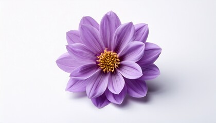 Fototapeta premium A Single Purple Flower On A White Background