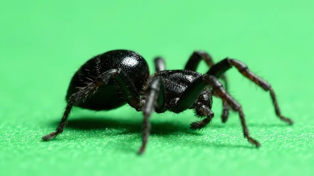 Realistic black spider crawling slowly across a bright green chroma key background for visual effects and motion graphics compositing