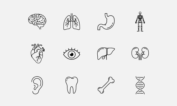 Anatomy icons set. Containing brain, lungs, stomach, skeleton