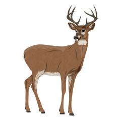 Obraz premium White tailed deer Odocoileus virginianus buck standing profile view vector