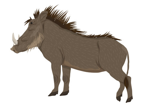 Common warthog Phacochoerus africanus standing side profile view vector