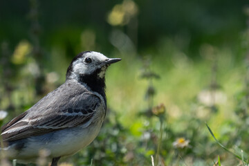 White wagtail in the garden © Laurie