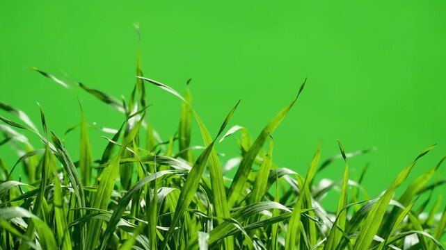 Realistic tall green grass blades swaying and waving in a gentle breeze against a solid chroma key green screen background