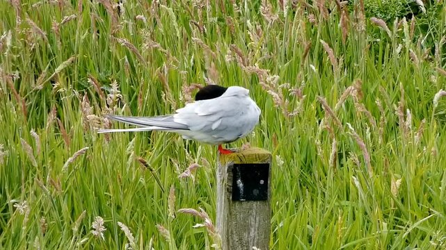 An arctic tern (Sterna paradisaea) perches on a wooden post and preens it's plumage. The grey, white and black colouring of the bird and it's bright, red beak contrast with the lush, green grass.