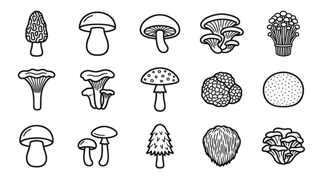 Wild mushroom species and fungi line icons.