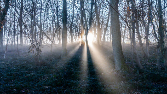Nature of Germany - Woodland - Winter Forest with Sunlight and Fog