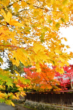 秋の清水園と紅葉（新潟県新発田市）