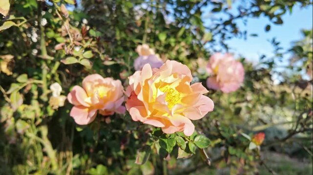 Delicate peach and pink rose blossoms glowing softly in warm garden sunlight in antalya.