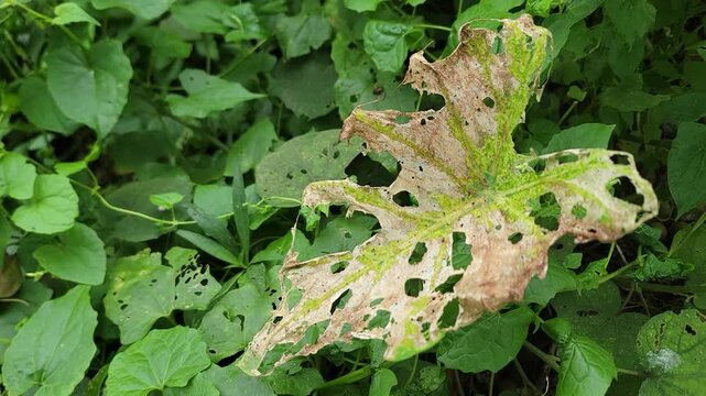 A close up view of a weathered plant leaf showing severe insect damage holes