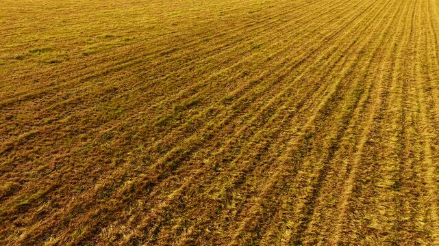 Cereal Crop farmland featuring mature grain residue under clear daytime conditions. Agricultural acreage supporting wheat and barley production after harvest season. Rural countryside landscape