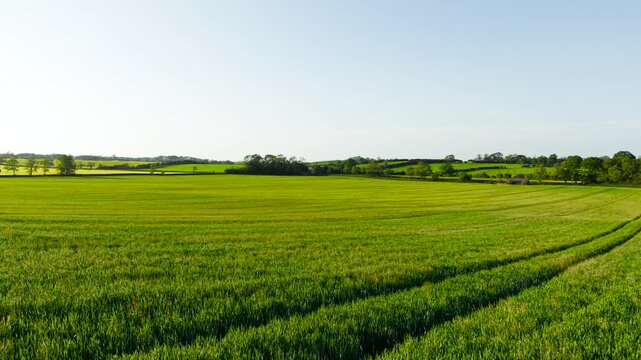 Wheat Field curving across rolling countryside beneath clear spring afternoon sky. Green cereal crop covering expansive agricultural land near hedgerows and distant trees. Rural farming landscape