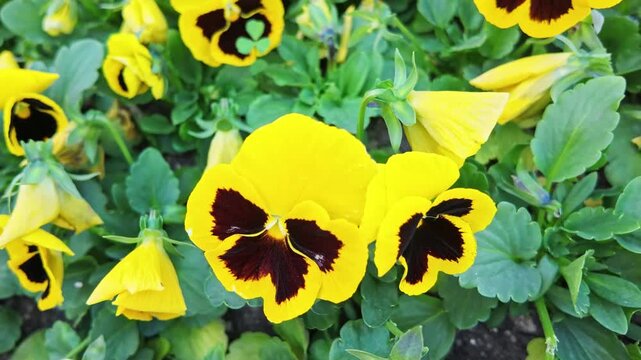 Vibrant yellow pansy flowers with dark centers blooming densely in sunny antalya flowerbed.