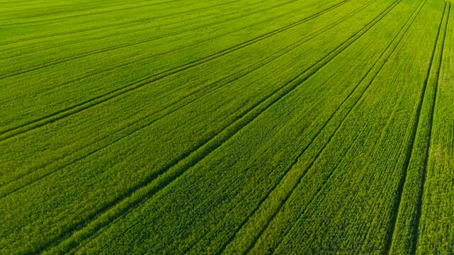 Wheat Field covering productive agricultural land during active spring growth. Cereal crop developing across fertile farmland with visible tractor tracks and healthy vegetation. Agribusiness
