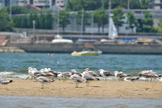 砂辺に集まる海鳥（カモメ）の群れの風景