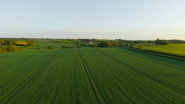 Grain Yield prospects strengthening across extensive wheat cultivation in rural countryside. Commercial cereal crop expanding through managed agricultural fields with tractor tracks. Agribusiness