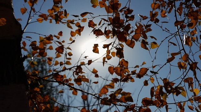 Branches of birch gently swaying in wind with bright sunlight at background. Autumn orange foliage swinging on breeze at parkland. Beautiful colorful fall season. Low view Slow motion