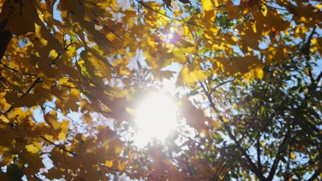 Golden maple leaves on tree branches gently swaying in wind with sunlight at background. Lush autumn yellow foliage swinging on the breeze at forest. Beautiful colorful fall season. Slow motion