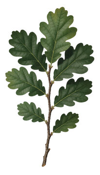 Oak Leaf Branch Transparent Background