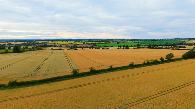 Drone aerial view of golden wheat and barley fields beneath overcast summer sky. Patchwork farmland, cultivated agricultural landscape, green countryside horizon. Harvest season crops, rural panorama