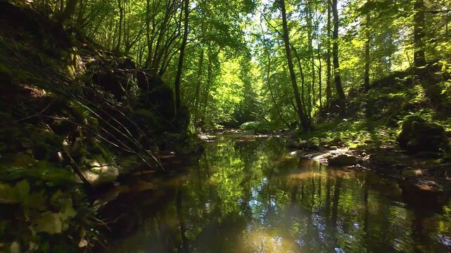 Forest Creek FPV Drone Glide Through Serene Summer Woodland with Flowing Water and Mossy Rocks