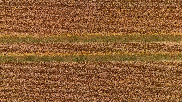 Wheat field from above with tractor tracks across ripe golden grain. Aerial agricultural pattern with mature cereal crop before harvest. Wheat farming, agribusiness, agriculture, farm field, food