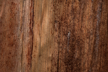 Fototapeta premium Natural Banana Bark Textures