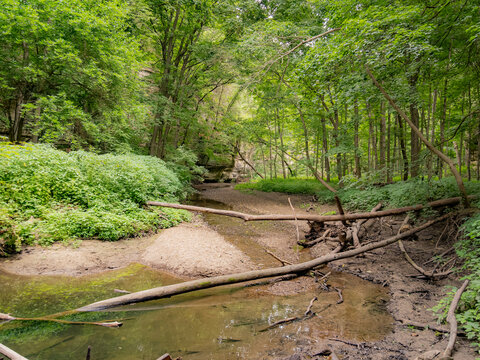 Scenic shallow forest stream with fallen trees and lush green foliage in a peaceful woodland landscape