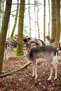 Funny detailed portrait of a young spotted fallow deer sticking its pink tongue out while standing among tall trees in a forest park in Germany.