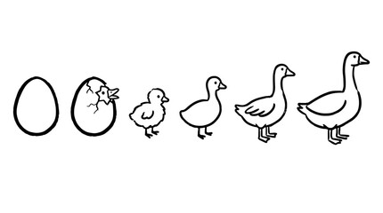 Fototapeta premium Life cycle of a goose simple red line art