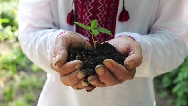 Adult male hands of farmer in vyshyvanka holding small green sprout at summer garden. This scene reflects older man caring attitude towards nature and traditional agricultural values. Slow motion