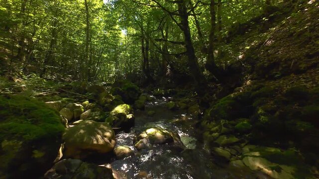 Forest Creek FPV Drone Tracking Shot Through Serene Lush Summer Woodland With Mossy Rocks and Dappled Sunlight