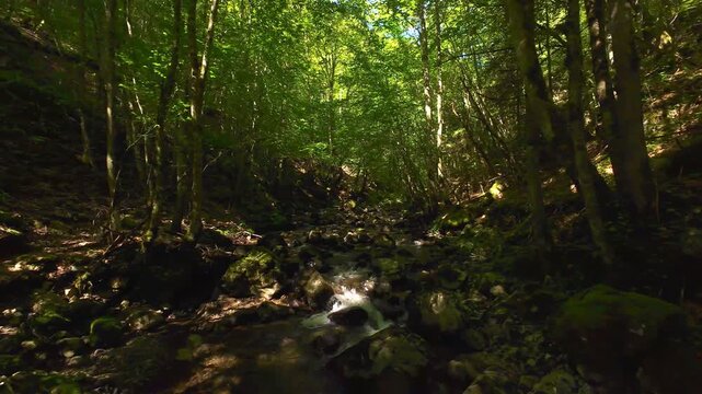 Forest Creek FPV Drone Tracking Shot Through Serene Summer Woodland With Moss Covered Rocks and Dappled Sunlight