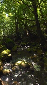 Forest creek flowing over mossy rocks in tranquil summer woodland fpv drone tracking shot through green trees