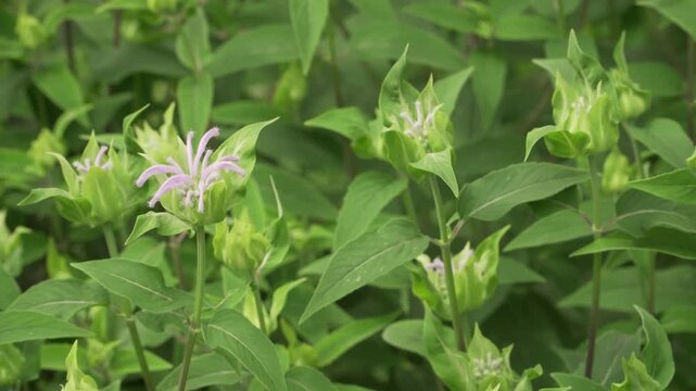 Wild bergamot (Monarda fistulosa) exhibits fresh pink blooms and green buds in daylight. Great for botanical, herbal medicine, and ecological content.