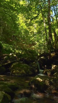 Forest creek flowing over mossy boulders through tranquil green summer woodland with fpv drone gliding low