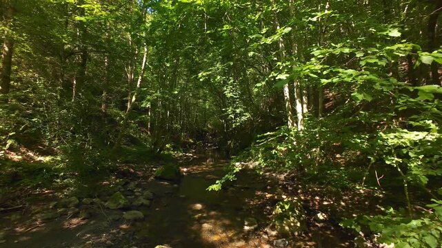 Forest Creek FPV Drone Tracking Shot Through Serene Summer Deciduous Woodland With Dappled Sunlight