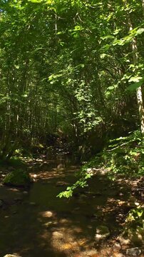 Forest creek flowing over rocks in serene summer woodland with FPV drone flying forward through dappled sunlight