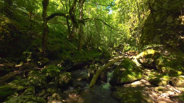 Forest Creek FPV Drone Tracking Through Serene Mossy Rocky Gorge in Lush Summer Wilderness
