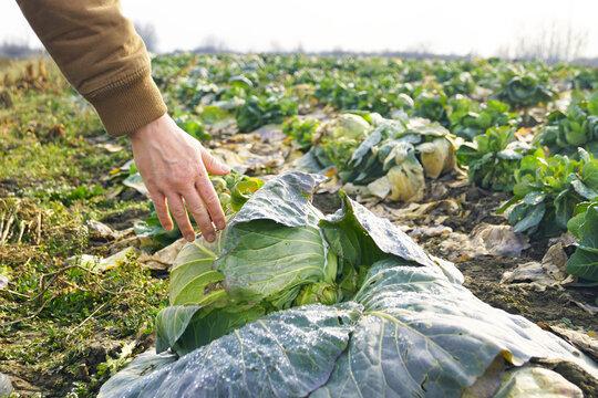 Hand reaching toward cabbage head, wide field of brassica in rows stretching to horizon. Highlights crop development assessment, field inspection routine, and seasonal vegetables at full maturity.