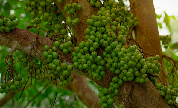 Green cluster fig fruits growing directly on trunk of a Ficus racemosa tree in tropical Thailand. Cauliflory, organic cultivation, edible wild fruit, biodiversity and sustainable tropical agriculture.