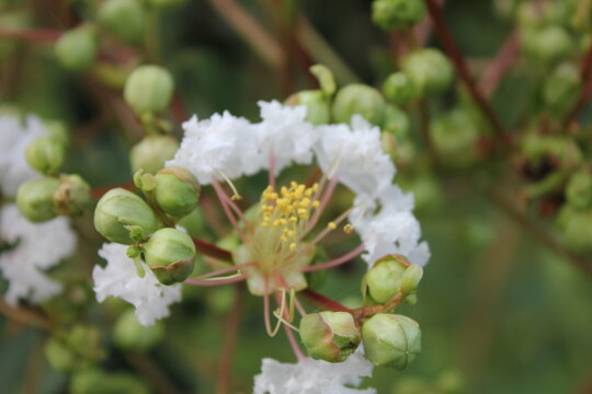 Close Up of Crape Myrtle Flowers, Lagerstroemia Indica