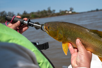 Close-up view of fisherman holding golden dorado fish with lip gripper on boat over river © MatiasLeonel