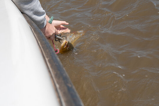 Fisherman releasing golden dorado fish into river water from boat edge during catch and release